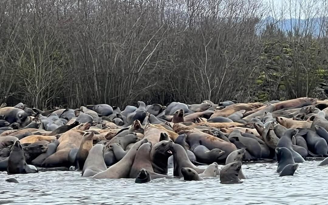 AUDIO: Wilson bill would permit voluntary contributions for sea lion control