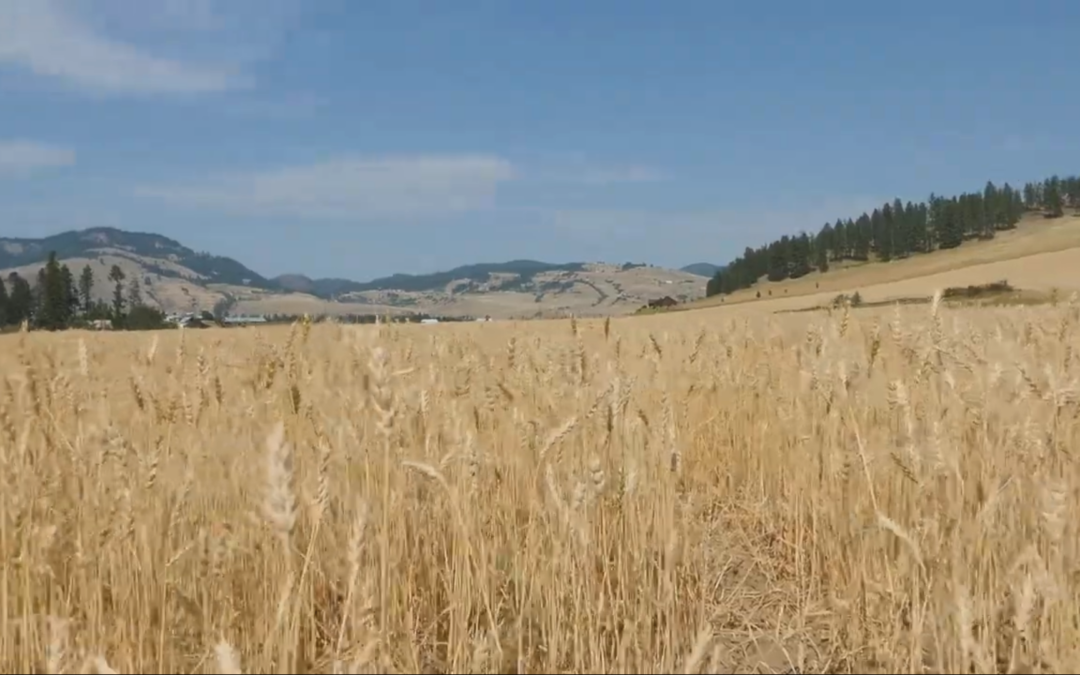 VIDEO: Sen. Mark Schoesler 2026 Session Week 1 Update